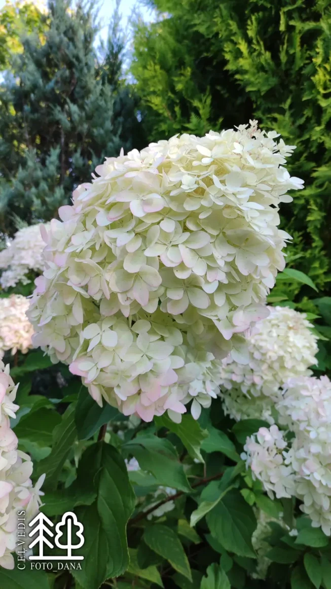 Hydrangea paniculata   'Dolly'